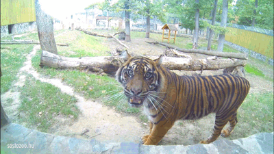 Tiger zoo morelia