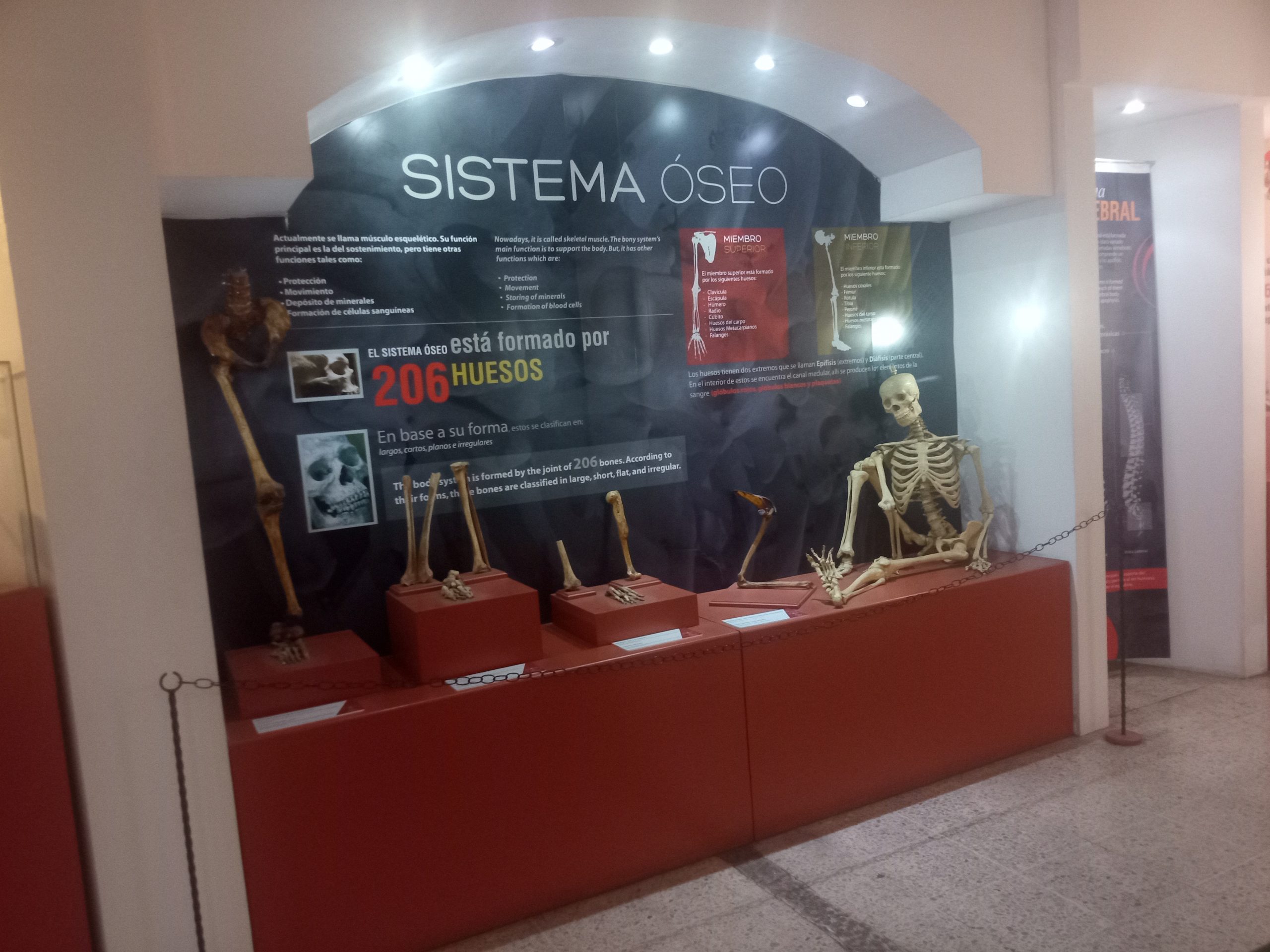 Museo de Anatomia Humana de UNASA santa ana